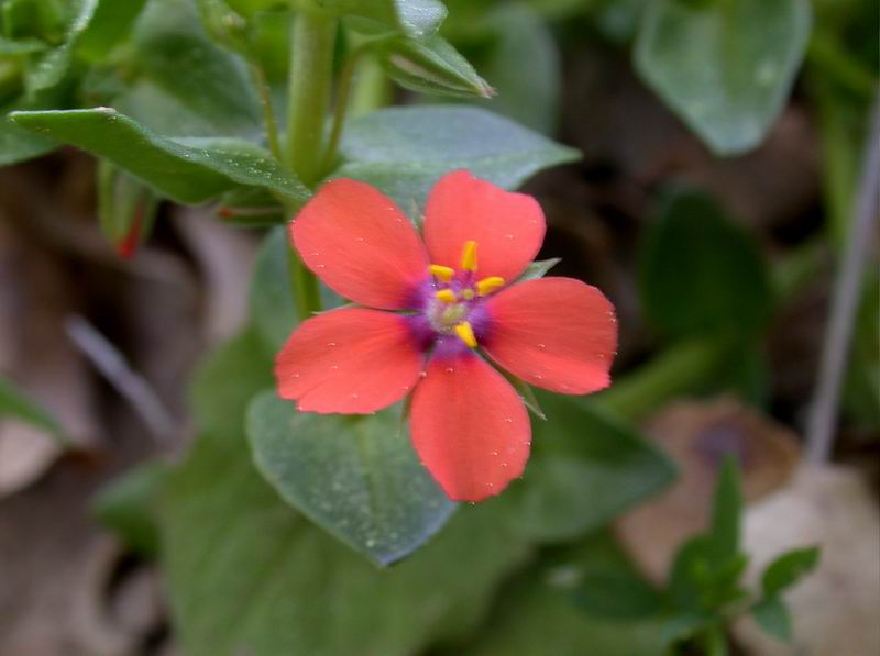 Lysimachia arvensis / Mordigallina